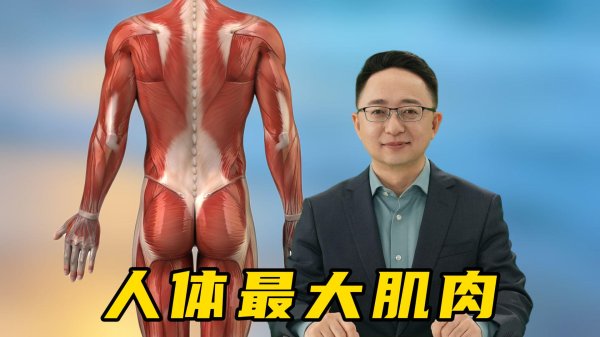 九融配资端 你知道人体中最大块的肌肉是什么吗