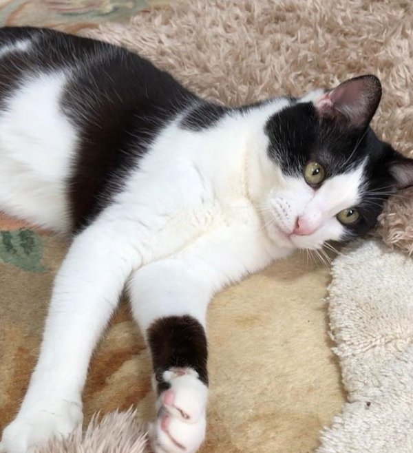 融胜配资 猫主人最希望猫咪停止的四种令人抓狂的行为